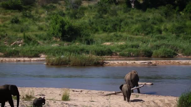 Африканський Буш Слон Іде Річки Щоб Випити Національному Парку Крюгер — стокове відео