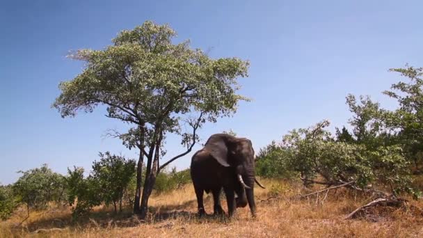 Elefante Arbusto Africano Comiendo Paisaje Sabana Parque Nacional Kruger Sudáfrica — Vídeo de stock