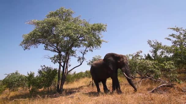 Elefante Arbusto Africano Comiendo Paisaje Sabana Parque Nacional Kruger Sudáfrica — Vídeo de stock