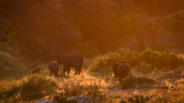 Piccolo Gruppo Elefanti Del Bush Africano Con Luce Retroilluminata All — Video Stock