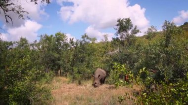 Güney Afrika 'daki Kruger Ulusal Parkı' ndaki çalılıklarda otlayan Güney beyaz gergedan; Gergedan Simum Simum Ailesi 'nden Specie Ceratotherium Simum