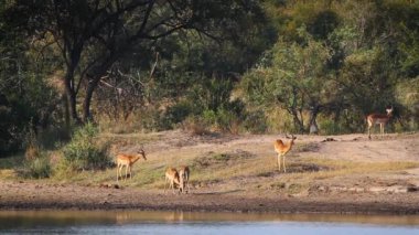 Güney Afrika 'daki Kruger Ulusal Parkı' ndaki nehir kıyısında yapılan düelloda Bovidae ailesinden Specie Aepyceros melampus