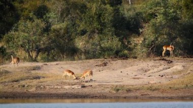 Güney Afrika 'daki Kruger Ulusal Parkı' ndaki nehir kıyısında yapılan düelloda Bovidae ailesinden Specie Aepyceros melampus