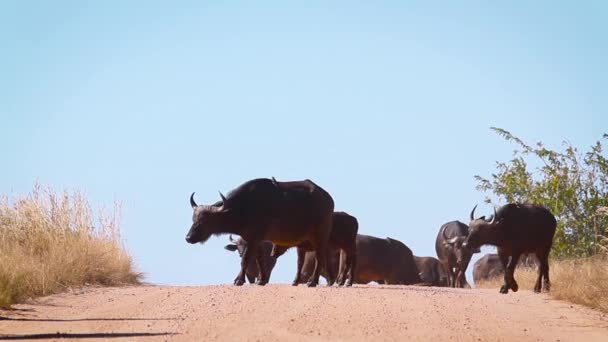 Manada Búfalos Africanos Cruzando Estrada Cascalho Parque Nacional Kruger África — Vídeo de Stock