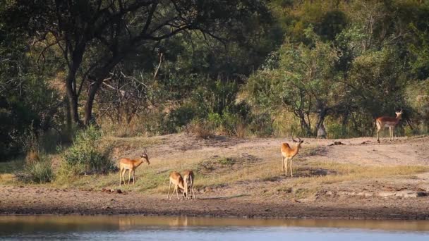 Общий Дуэль Импала Берегу Реки Национальном Парке Крюгер Южная Африка — стоковое видео