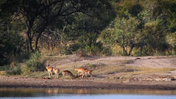 Общий Дуэль Импала Берегу Реки Национальном Парке Крюгер Южная Африка — стоковое видео
