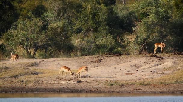 Vanlig Impala Duell Flodbanken Kruger National Park Sydafrika Specie Aepyceros — Stockvideo