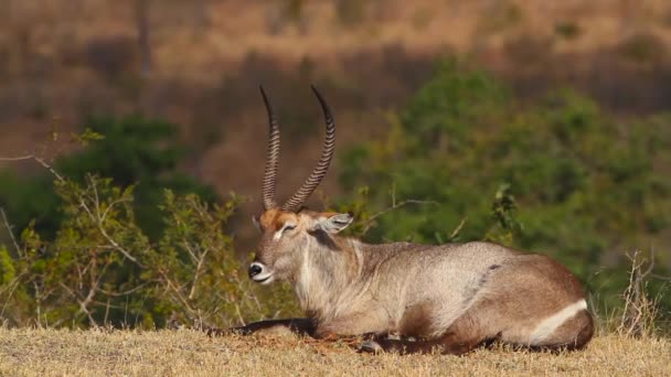 Közös Waterbuck Hím Fekvő Kérődző Kruger Nemzeti Park Dél Afrika — Stock videók