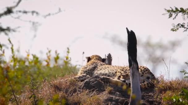 Cheetah Lying Termite Mound Kruger National Park South Africa Specie — Stock Video