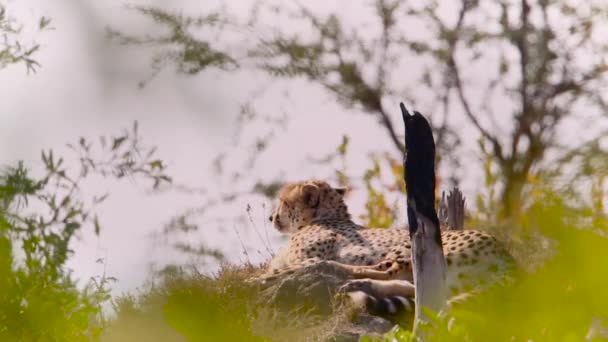 Cheetah Acostado Montículo Termitas Parque Nacional Kruger Sudáfrica Especie Acinonyx Videoclip