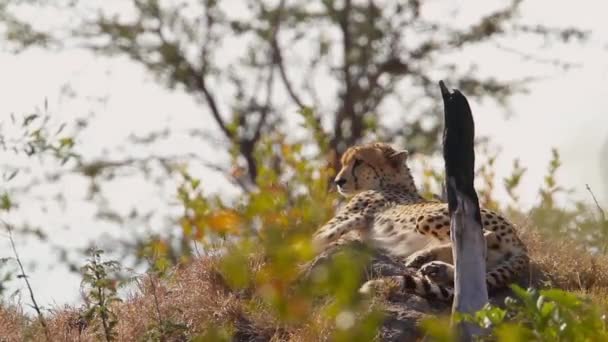 チーターは南アフリカのクルーガー国立公園のシロアリ塚に横たわっています 種Acinonyx Jubatus Felidaeの家族 — ストック動画