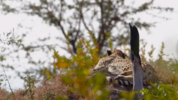 チーターは南アフリカのクルーガー国立公園のシロアリ塚に横たわっています 種Acinonyx Jubatus Felidaeの家族 — ストック動画