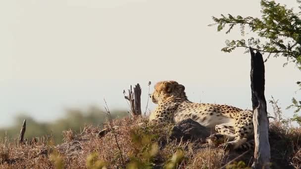 チーターは南アフリカのクルーガー国立公園のシロアリ塚に横たわっています 種Acinonyx Jubatus Felidaeの家族 — ストック動画