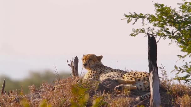 Gepard Ležící Termitském Pahorku Národním Parku Kruger Jižní Africe Druh — Stock video