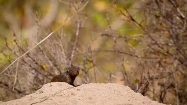 Güney Afrika 'daki Kruger Ulusal Parkı' ndaki termit tepeciğinde yaygın cüce firavun faresi; Herpestidae familyasından Specie Helogale parvula
