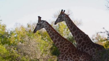 Güney Afrika Kruger Ulusal Parkı 'nda göl kenarında içen zürafa; Giraffidae familyasından Tür Giraffa camelopardalis.