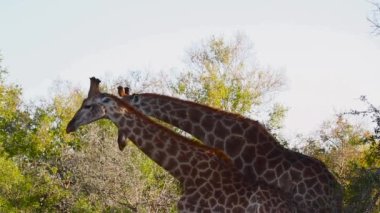 Güney Afrika Kruger Ulusal Parkı 'nda göl kenarında içen zürafa; Giraffidae familyasından Tür Giraffa camelopardalis.
