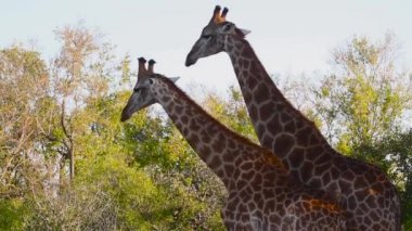 Güney Afrika Kruger Ulusal Parkı 'nda göl kenarında içen zürafa; Giraffidae familyasından Tür Giraffa camelopardalis.