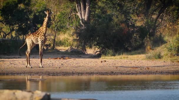 南アフリカのクルーガー国立公園の湖畔で飲むキリン キリン科のジラファ カモペラルダリス科 — ストック動画