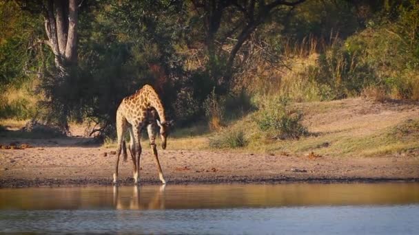 Girafe Buvant Bord Lac Dans Parc National Kruger Afrique Sud — Video