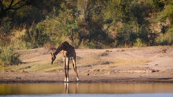 Giraffe Drinking Lakeside Kruger National Park Sudáfrica Specie Giraffa Camelopardalis — Vídeo de stock