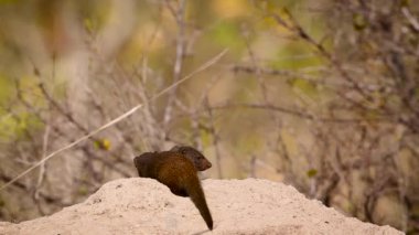 Güney Afrika 'daki Kruger Ulusal Parkı' ndaki termit tepeciğinde yaygın cüce firavun faresi; Herpestidae familyasından Specie Helogale parvula