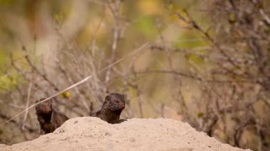 Güney Afrika 'daki Kruger Ulusal Parkı' ndaki termit tepeciğinde yaygın cüce firavun faresi; Herpestidae familyasından Specie Helogale parvula