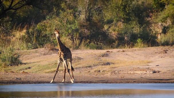 Girafa Bebendo Lago Parque Nacional Kruger África Sul Espécie Giraffa — Vídeo de Stock