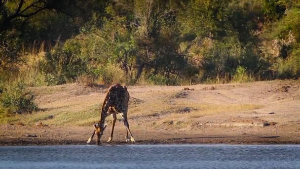 Girafa Bebendo Lago Parque Nacional Kruger África Sul Espécie Giraffa — Vídeo de Stock
