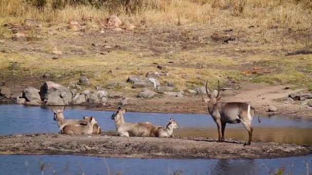 Κοινή Οικογένεια Waterbuck Στην Πλευρά Της Λίμνης Στο Εθνικό Πάρκο — Αρχείο Βίντεο