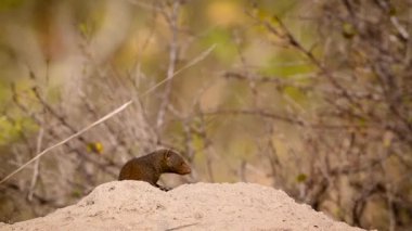 Güney Afrika 'daki Kruger Ulusal Parkı' ndaki termit tepeciğinde yaygın cüce firavun faresi; Herpestidae familyasından Specie Helogale parvula