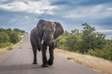 Güney Afrika 'daki Kruger Ulusal Parkı' nda safari yolunun ortasında Afrika çalı fili; Filgiller familyasından Specie Loxodonta africana