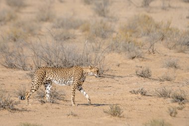 Güney Afrika 'daki Kgalagadi sınır ötesi parkında, Felidae' deki Specie Acinonyx jubatus ailesinde çita yan görüntüsü