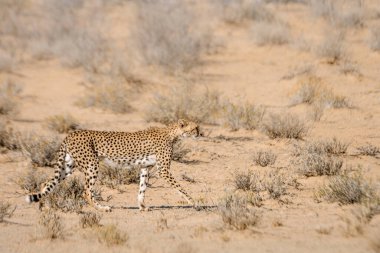 Güney Afrika 'daki Kgalagadi sınır ötesi parkında, Felidae' deki Specie Acinonyx jubatus ailesinde çita yan görüntüsü