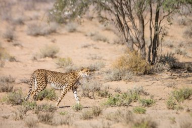 Güney Afrika 'daki Kgalagadi sınır ötesi parkında, Felidae' deki Specie Acinonyx jubatus ailesinde çita yan görüntüsü