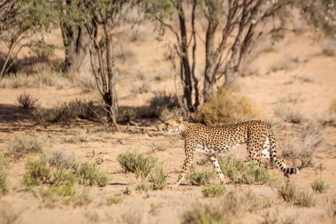 Güney Afrika 'daki Kgalagadi sınır ötesi parkında, Felidae' deki Specie Acinonyx jubatus ailesinde çita yan görüntüsü