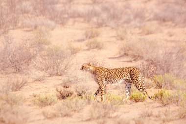 Güney Afrika 'daki Kgalagadi sınır ötesi parkında, Felidae' deki Specie Acinonyx jubatus ailesinde çita yan görüntüsü