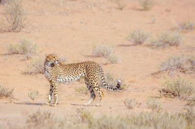 Güney Afrika 'daki Kgalagadi sınır ötesi parkında, Felidae' deki Specie Acinonyx jubatus ailesinde çita yan görüntüsü