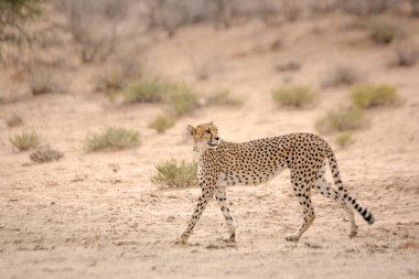 Güney Afrika 'daki Kgalagadi sınır ötesi parkında, Felidae' deki Specie Acinonyx jubatus ailesinde çita yan görüntüsü