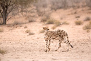 Güney Afrika 'daki Kgalagadi sınır ötesi parkında, Felidae' deki Specie Acinonyx jubatus ailesinde çita yan görüntüsü