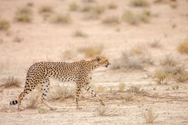 Güney Afrika 'daki Kgalagadi sınır ötesi parkında, Felidae' deki Specie Acinonyx jubatus ailesinde çita yan görüntüsü
