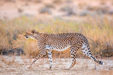 Güney Afrika 'daki Kgalagadi sınır ötesi parkında, Felidae' deki Specie Acinonyx jubatus ailesinde çita yan görüntüsü
