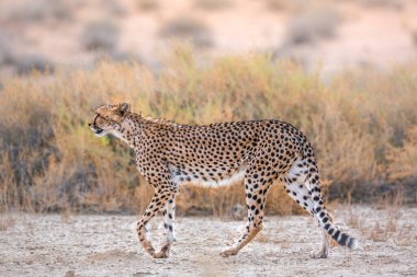 Güney Afrika 'daki Kgalagadi sınır ötesi parkında, Felidae' deki Specie Acinonyx jubatus ailesinde çita yan görüntüsü