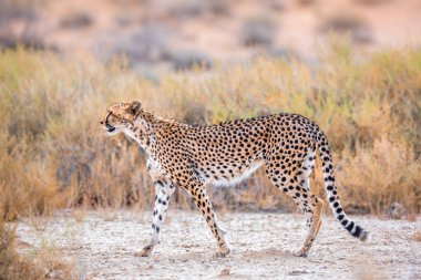Güney Afrika 'daki Kgalagadi sınır ötesi parkında, Felidae' deki Specie Acinonyx jubatus ailesinde çita yan görüntüsü