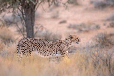 Güney Afrika 'daki Kgalagadi sınır ötesi parkında, Felidae' deki Specie Acinonyx jubatus ailesinde çita yan görüntüsü