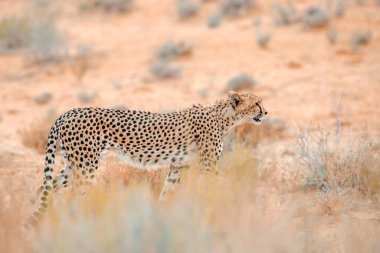 Güney Afrika 'daki Kgalagadi sınır ötesi parkında, Felidae' deki Specie Acinonyx jubatus ailesinde çita yan görüntüsü