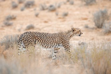 Güney Afrika 'daki Kgalagadi sınır ötesi parkında, Felidae' deki Specie Acinonyx jubatus ailesinde çita yan görüntüsü
