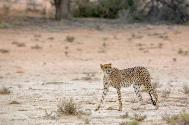 Güney Afrika 'daki Kgalagadi sınır ötesi parkında, Felidae' deki Specie Acinonyx jubatus ailesinde çita yan görüntüsü