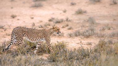Güney Afrika 'daki Kgalagadi sınır ötesi parkında, Felidae' deki Specie Acinonyx jubatus ailesinde çita yan görüntüsü