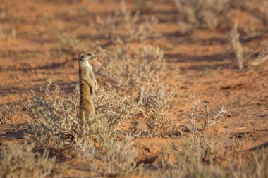 Güney Afrika 'daki Kgalagari sınır ötesi parkında Meerkat alarmda. Herpestidae familyasından Specie Suricata suricatta.